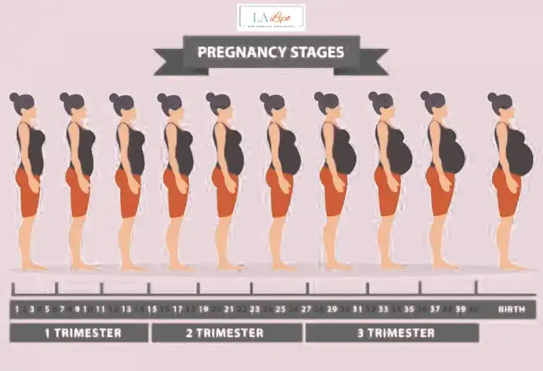 First Trimester (Weeks 1–12): Early Changes You Might Not Notice Hampshire